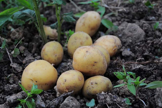 Maine potatoes