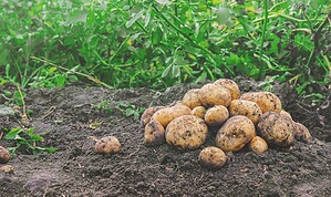 michael carvell Maine Potato Processing & Distribution