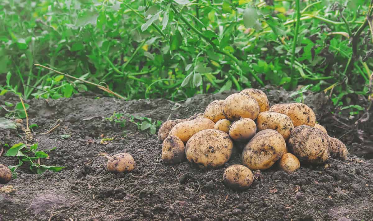 michael carvell Maine Potato Processing & Distribution